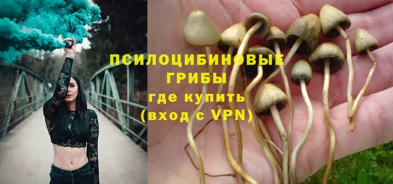 Галлюциногенные грибы Psilocybine cubensis  Майский 